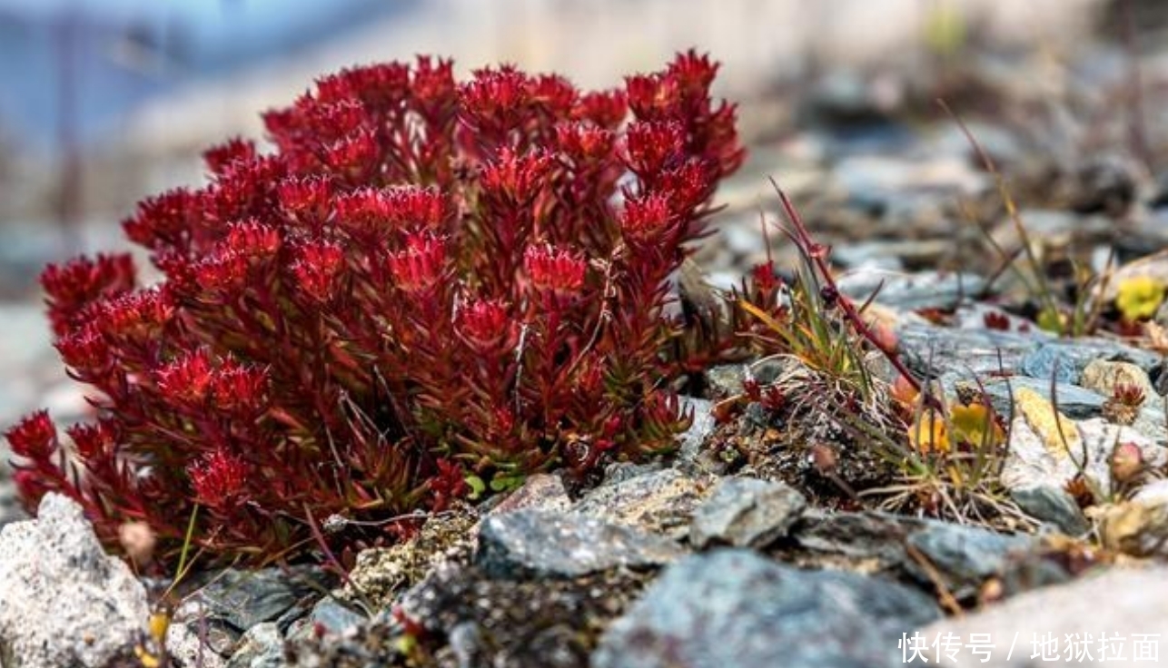 中药红景天属上药,有什么作用你知道吗?