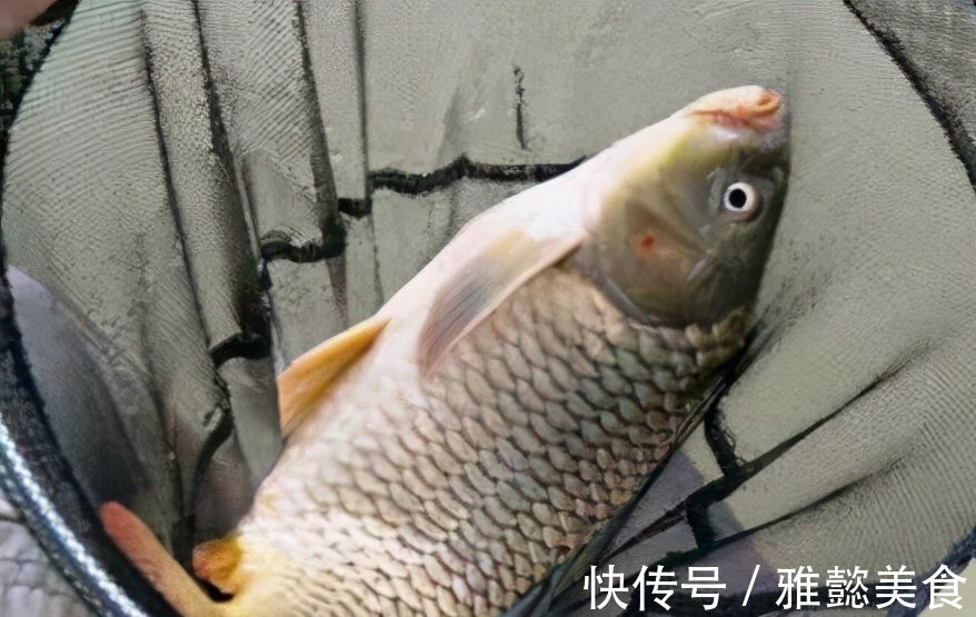 大鱼|钓鲤鱼选对饵料才能钓大鱼，饵料按照这样去做，不咬钩都难