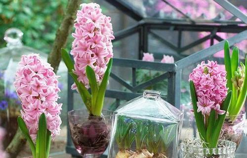 冬天养花:浇水有技巧,掌握4个要点,不黄叶不烂根,啥花都能活