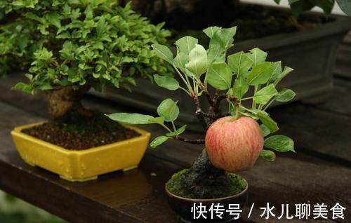 养桩不光要养活,枝条长粗才重要,6个技巧要掌握好,施肥长得快