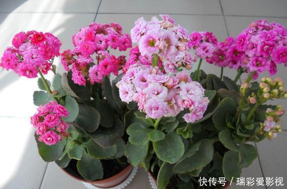 温度|不愿长寿花冬天黄叶、花刚开就掉落，浇水切记遵循这3规则