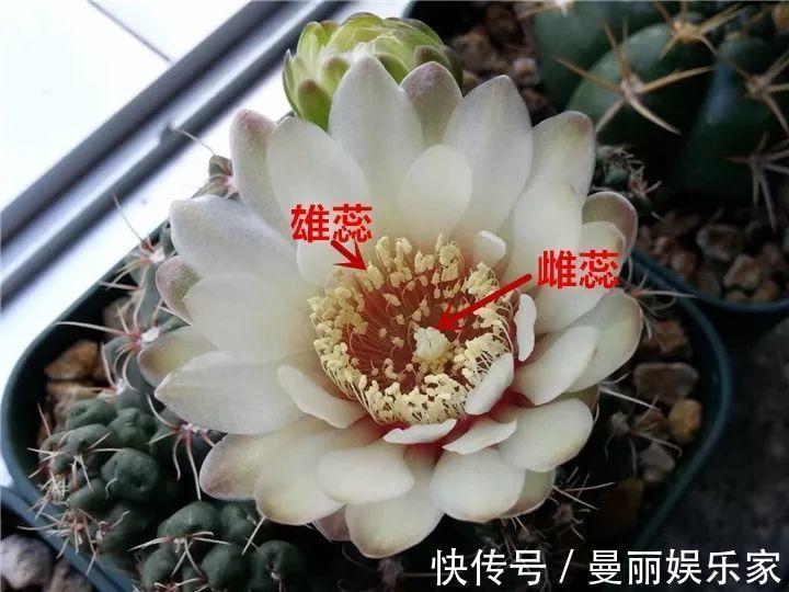 雄蕊|3种花不用“扦插”，花开完等俩月，半年变成“养花大户”！