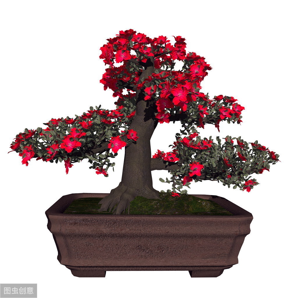 窗台上的一盆杜鹃花,每年很简单的养护,却能年年见花不见叶