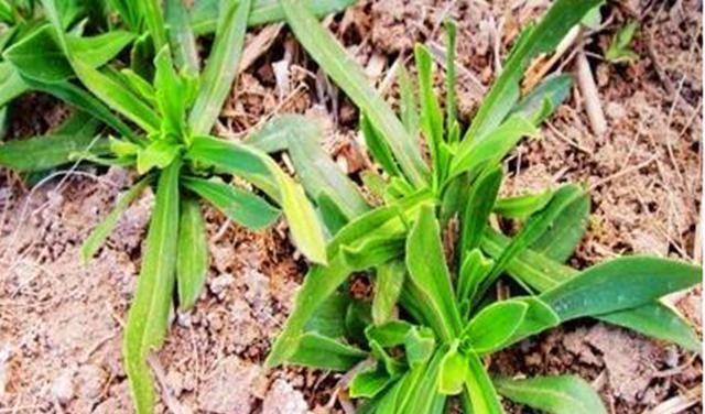 面条菜|农村野菜叫“面条菜”,很多人都知道会吃