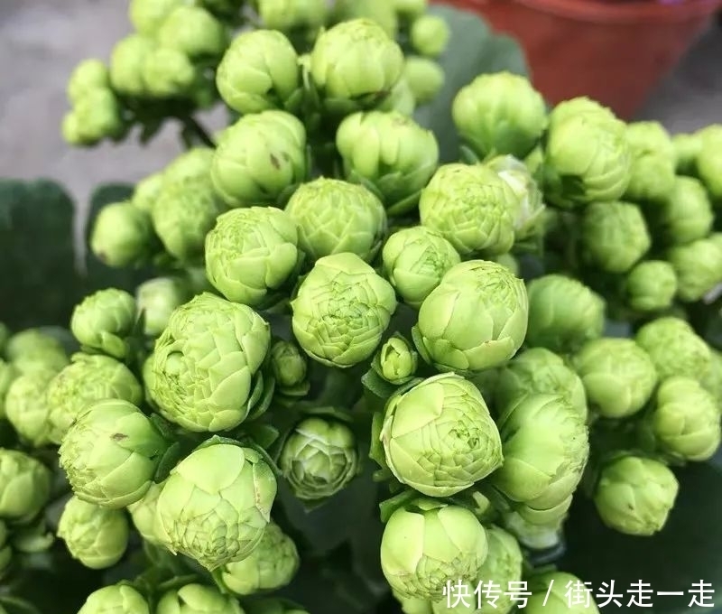 45种长寿花,个个都美爆了,你家养了多少种?