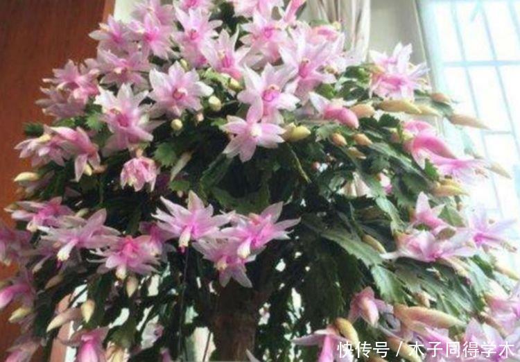 4种花适合新手养,不用费心,有阳光就爆盆,给点水就疯长