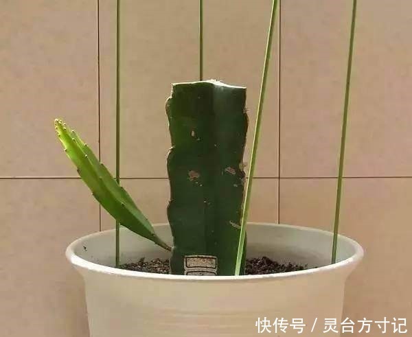 火龙果自己家也能种,好吃又美味,吃了都得醉!