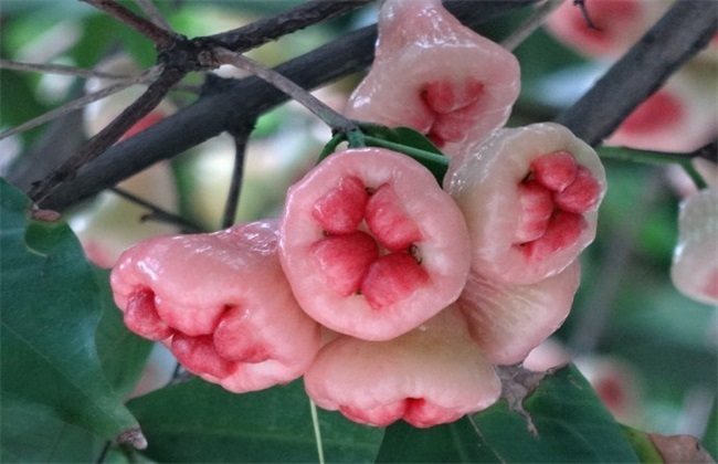 定植|促进消化、清热利尿的莲雾,农民掌握种植要点,收获吃不完的莲雾