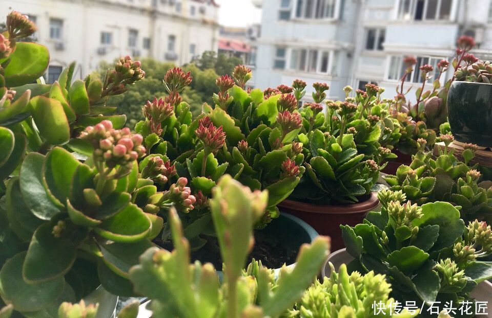 休眠期|她对长寿花“痴迷”,2个阳台、6个窗台都摆满了,过年开成花海