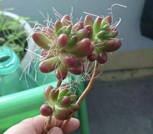 多肉植物长出“小胡须”，表示植株“不健康”，花友们要明白！