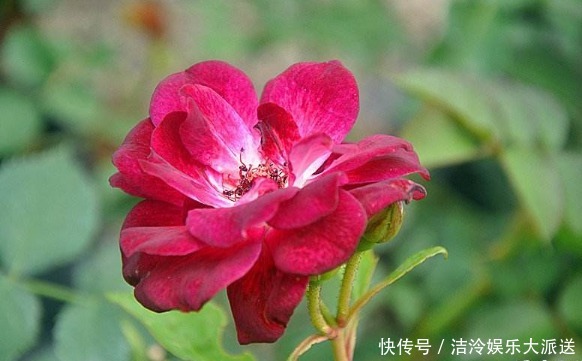 月季|喜欢养菊不如养盆“葡萄冰山”，株型饱满，花大色艳，适合盆栽养