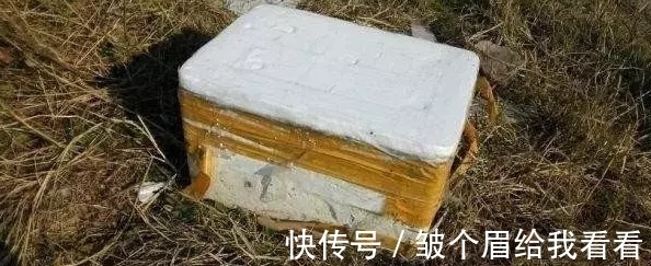 花友|扔掉泡沫箱会污染环境?不如就拿来养花,实用、省钱、用途多