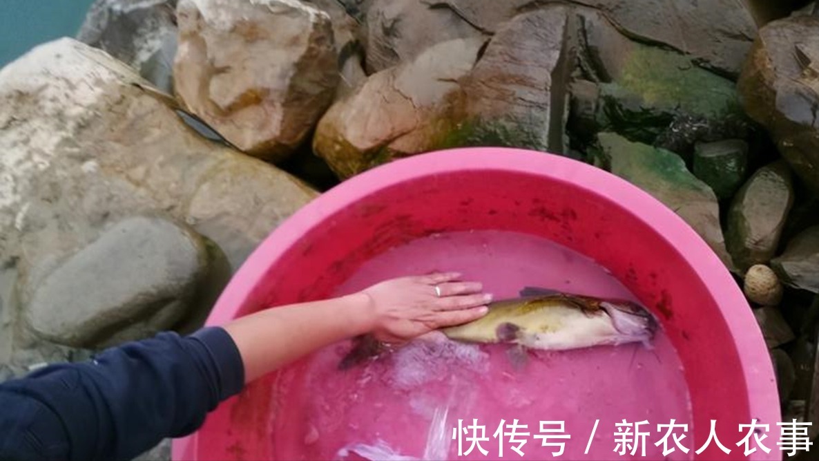 刺黄股|钓鲫鱼意外收获大货，贵阳钓友喜中一斤重的黄颡鱼，直接拉到手软