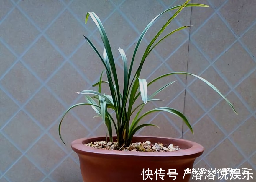 新手养兰花,要注意3点,先学会怎么养不死,再学怎么养好