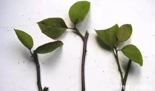 养花|不敢尝试扦插?捏准“7个要点”,养花省钱、还能拥有更多