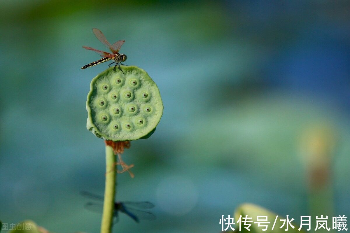 人间草木@愿有一人,待你如初,疼你入骨,懂你悲欢,知你冷暖