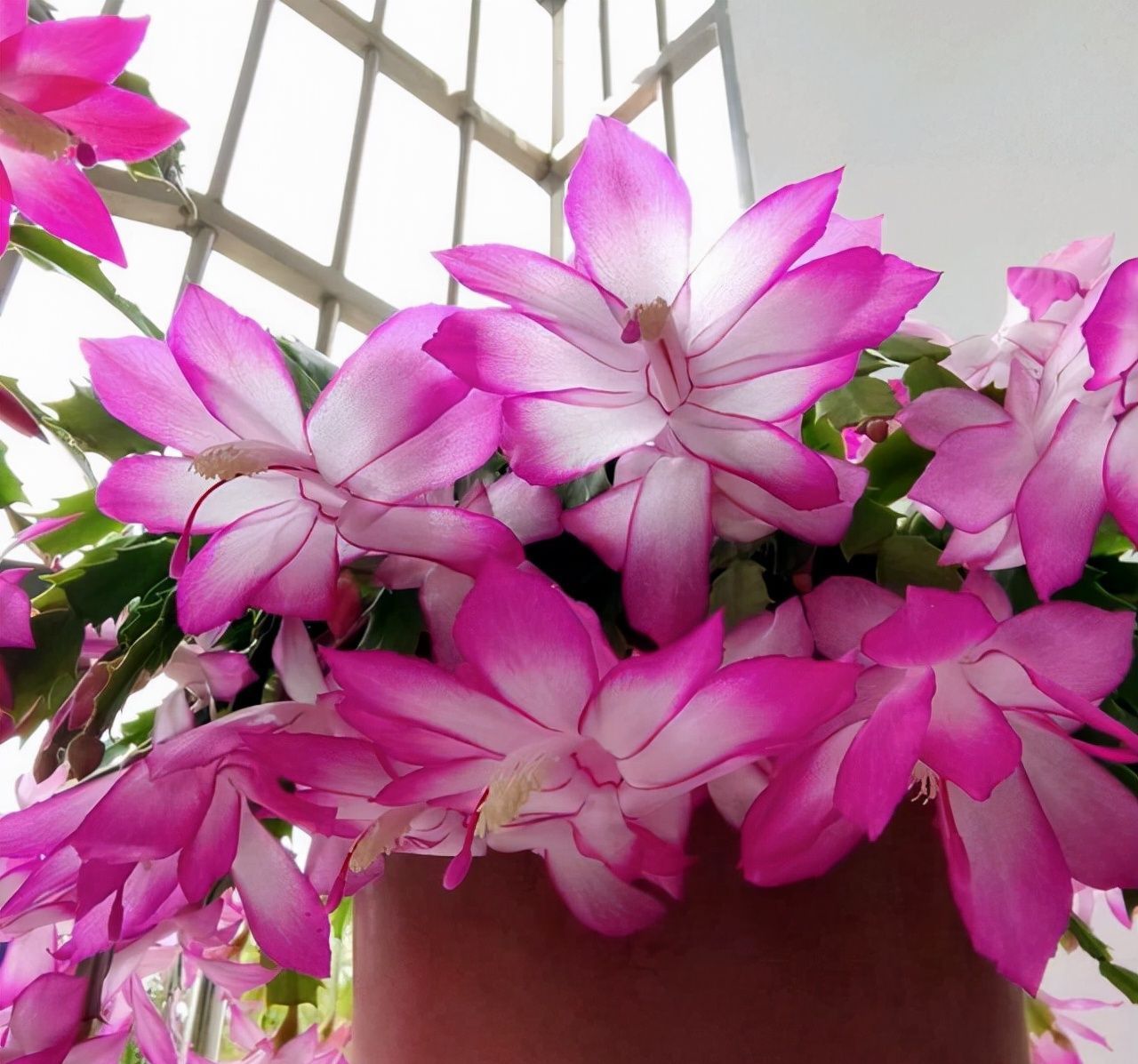 冬末养蟹爪兰,“三位置”灌点水,新芽咕噜冒,一次绽放上万朵