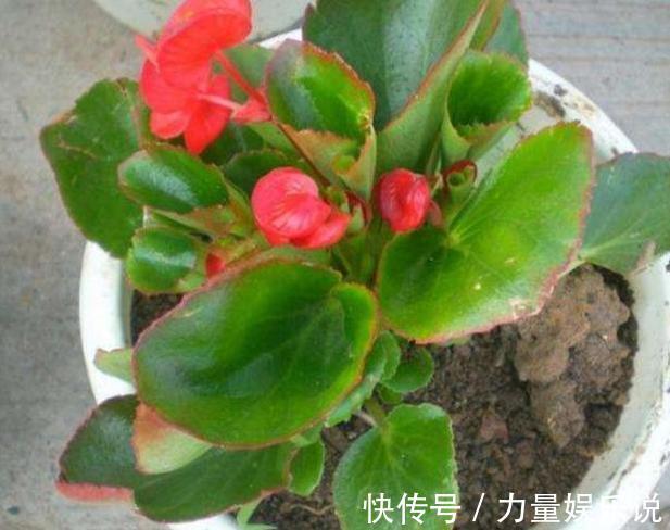 什么花可一年开四季盆栽上4种植物,个个都能全年花开不停歇