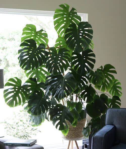 20种吉利大盆栽，客厅放一盆，吸收废气去异味，寓意好更养人