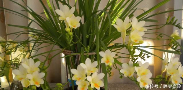 好养漂亮的“4种花”,阳台室内养一盆,浇水就长爆盆,开花不断