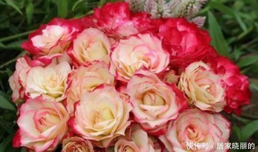 庭院养花,就选“高档玫瑰”摩纳哥公爵,姹紫嫣红,娇艳美丽