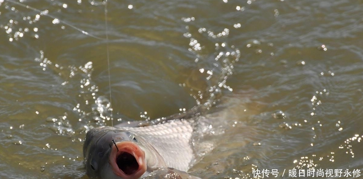 夏季|夏季作钓,小鱼中“抢”大鱼只需这四招,一般人我不说