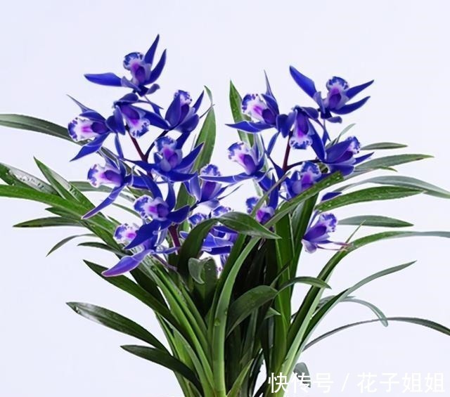 兰花|阳台有地方,种一盆亮眼的“蓝色”四季兰,高雅又上档次!