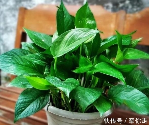 刚扒的香蕉皮该如何处理养花学2招,既能清洁又能增添营养