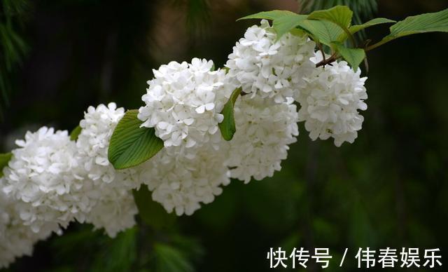 不会养花就养它,不畏严寒,不怕酷暑,春季开成“大雪球”!