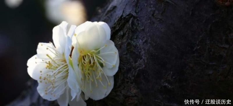 意境|辛弃疾最经典的一首咏梅词,通篇意境唯美,写出了梅花独特的品格