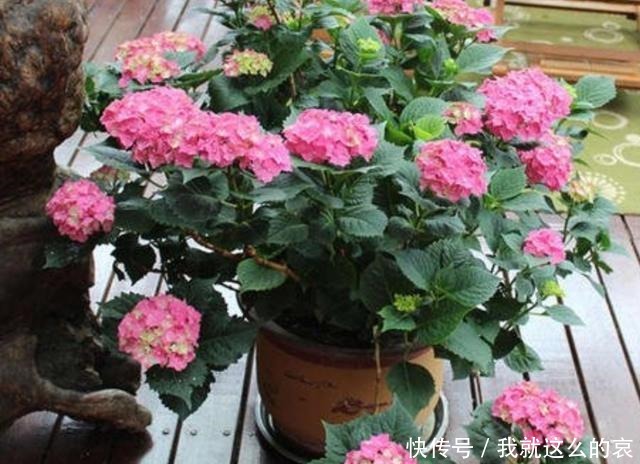 家里养8种花,要少晒太阳,没有阳光也能长势旺盛!