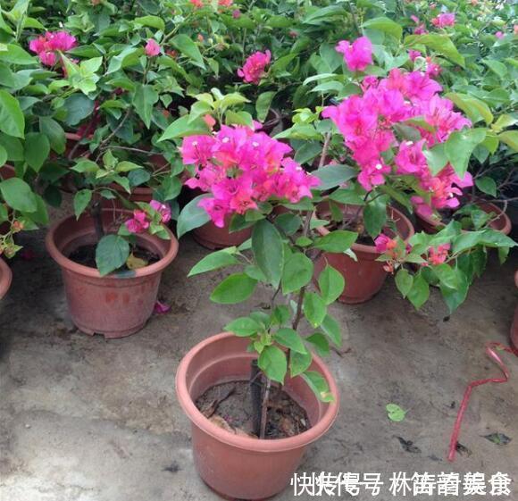 剪发|三角梅不开花教你“3法”,给它“摘心剪发”,年年开花爆满盆