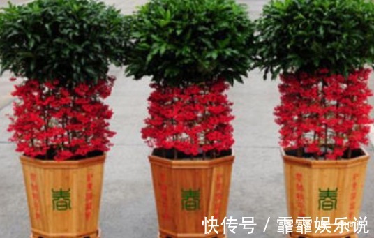 在家最适合养这3种花草,既好养寓意还佳,家人兴旺财源广