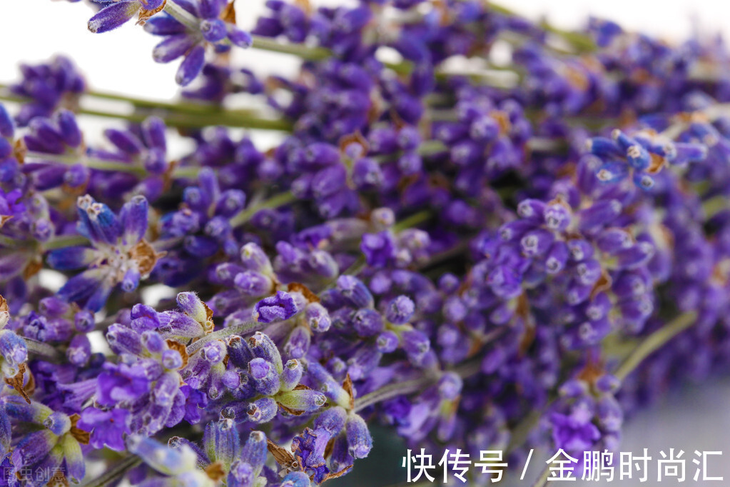 最适合卧室摆放的9种植物,清新素雅,安全无毒,还特好养活