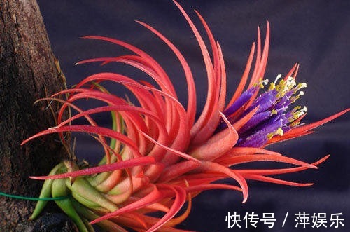 地球上唯一生长在空气中的植物,不用泥土即可绽放出花朵