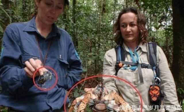 椰子蟹|聪明的螃蟹特别爱吃椰子肉, 我国网友说一口锅放不下