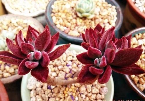 我的锦晃星该如何养呢？叶子小，秃了，谢谢？