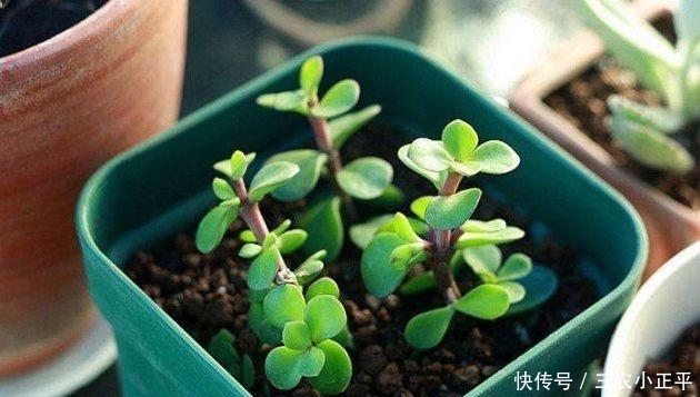 浇水|金枝玉叶这么养, 枝繁叶茂, 四季常绿!