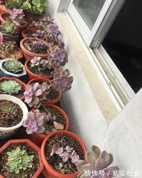 紫乐真好养,价格真便宜,零下5度冻不死,1年长成悬崖桩