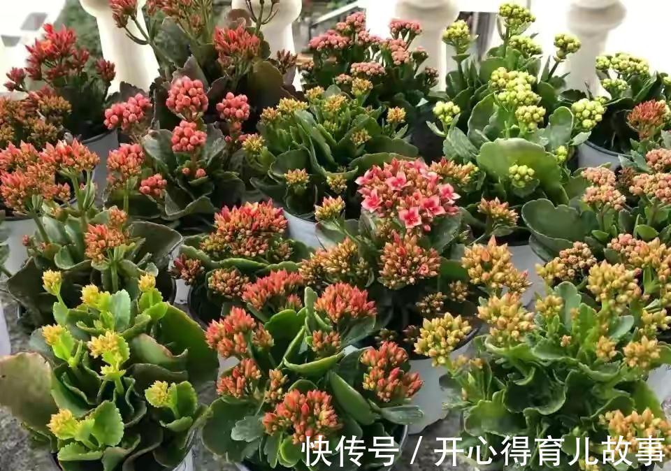 冬天|长寿花有4喜和3怕,冬天养护尤其要注意