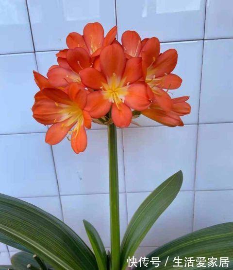 夏季|秋季养君子兰,做好两个关键点,叶片整齐,宽大油亮,开出大花团
