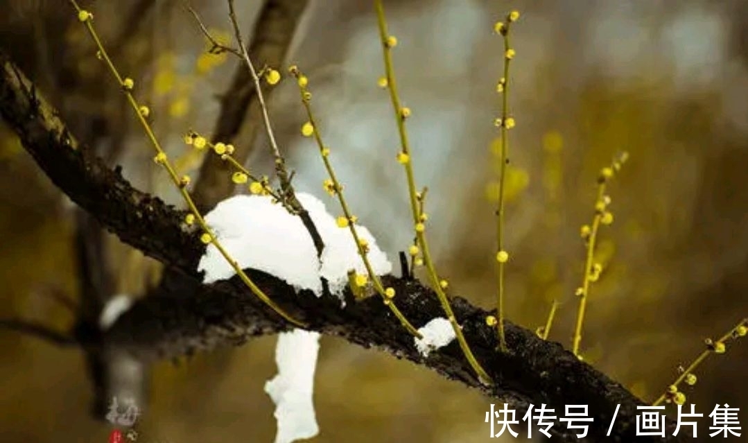 绝色#七言上联:邂逅一枝雪初霁,邀对下联,并上期优秀对联选登