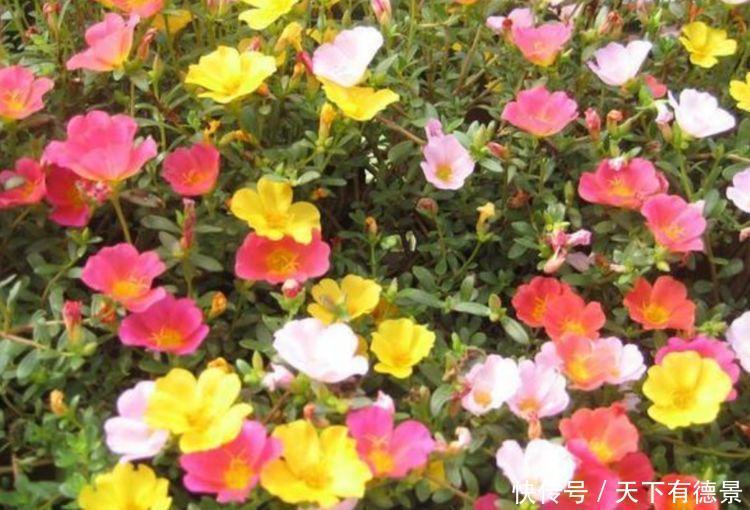 家养几款植物,阳台开出花海,花姿妖娆,四季繁花似锦