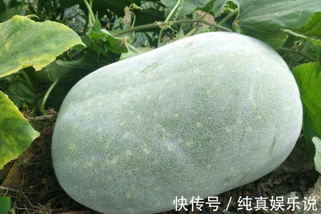 韭菜|女性不想显老,不妨多吃以下四种食物,补血养颜,气色会更好!