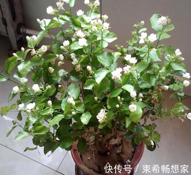 盆栽绣球花、茉莉花，植株开花少去厨房找它制肥料轻松搞定