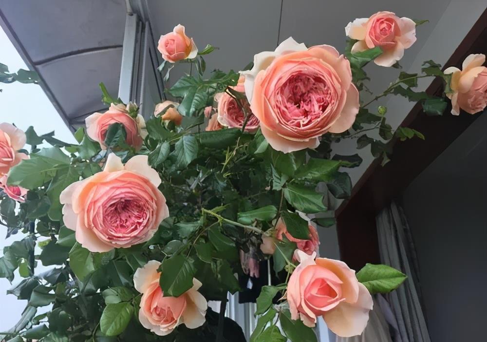 月季花|养了十年月季,总结出6个经典月季,盆栽地栽都好养,花朵满枝头