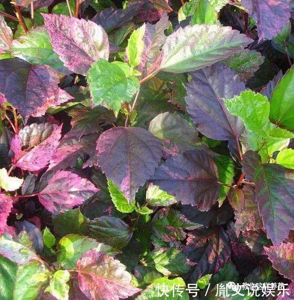 种花|1种花一开就是300多天,好养又漂亮,新手懒人都能养!