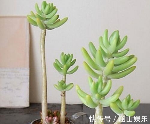 多肉植物|多肉“上天”啦,太能搞笑啦,咔嚓砍了头,变成“伪老桩”