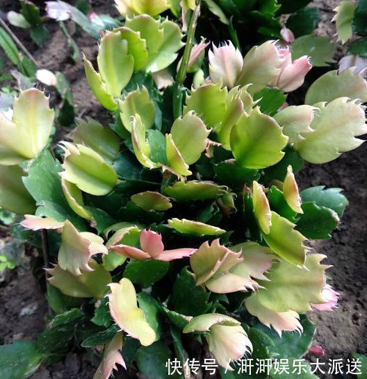 蟹爪兰|蟹爪兰度夏并不难,只需掌握“几要点”,叶片不瘦弱,花期又爆盆