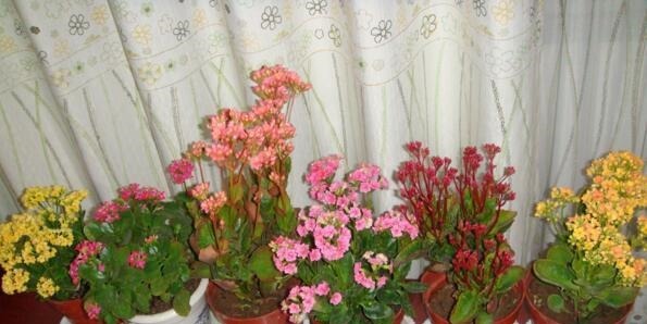 “3种花”漂亮又好养,一年能开300多天,一不小心成花海,美!